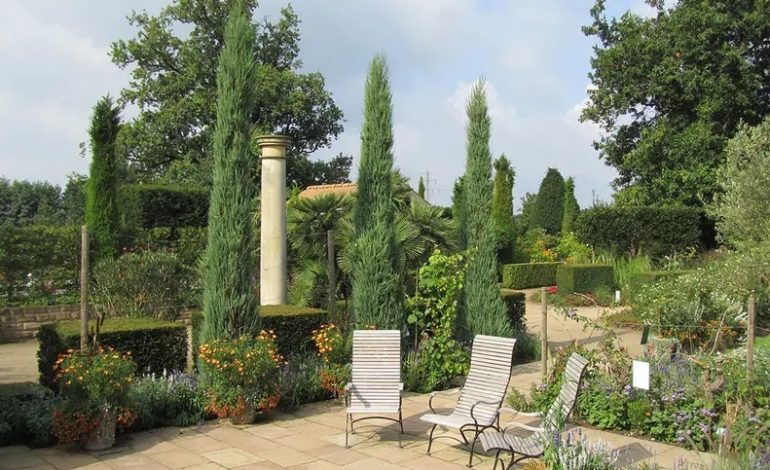 Complete guide for planting a skyrocket juniper tree