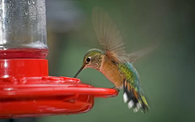 Hummingbird food