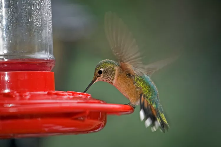 How to Make Safe and Affordable Hummingbird Food at Home
